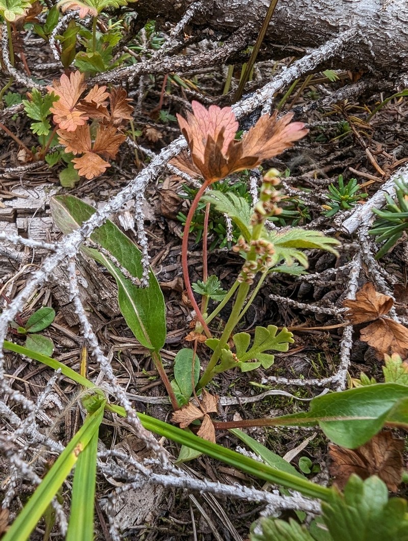 Mingan Moonwort photo 4