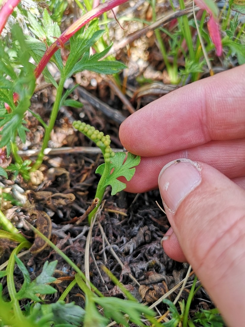 Mingan Moonwort photo 5