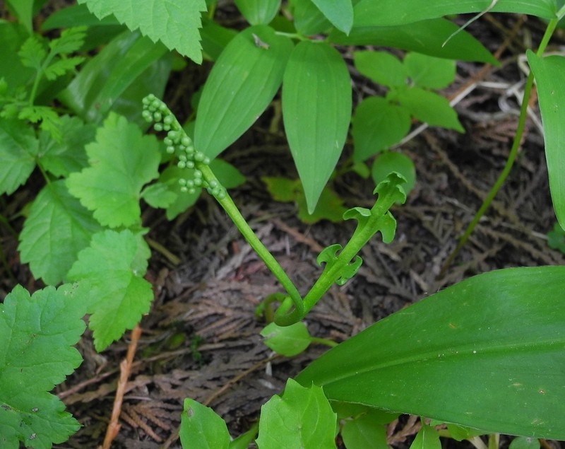 Mingan Moonwort photo 6
