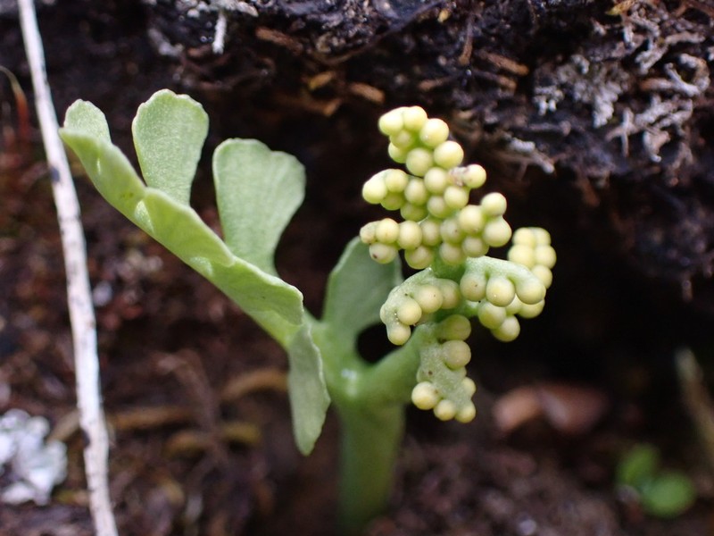 Mingan Moonwort photo 7