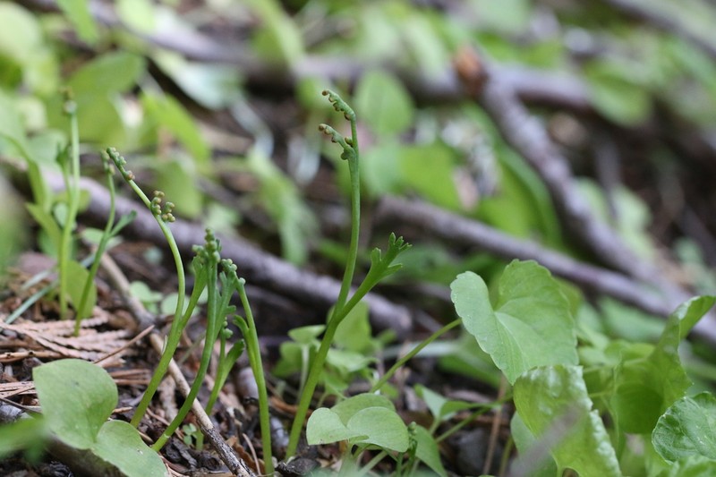 Mountain Moonwort photo 2