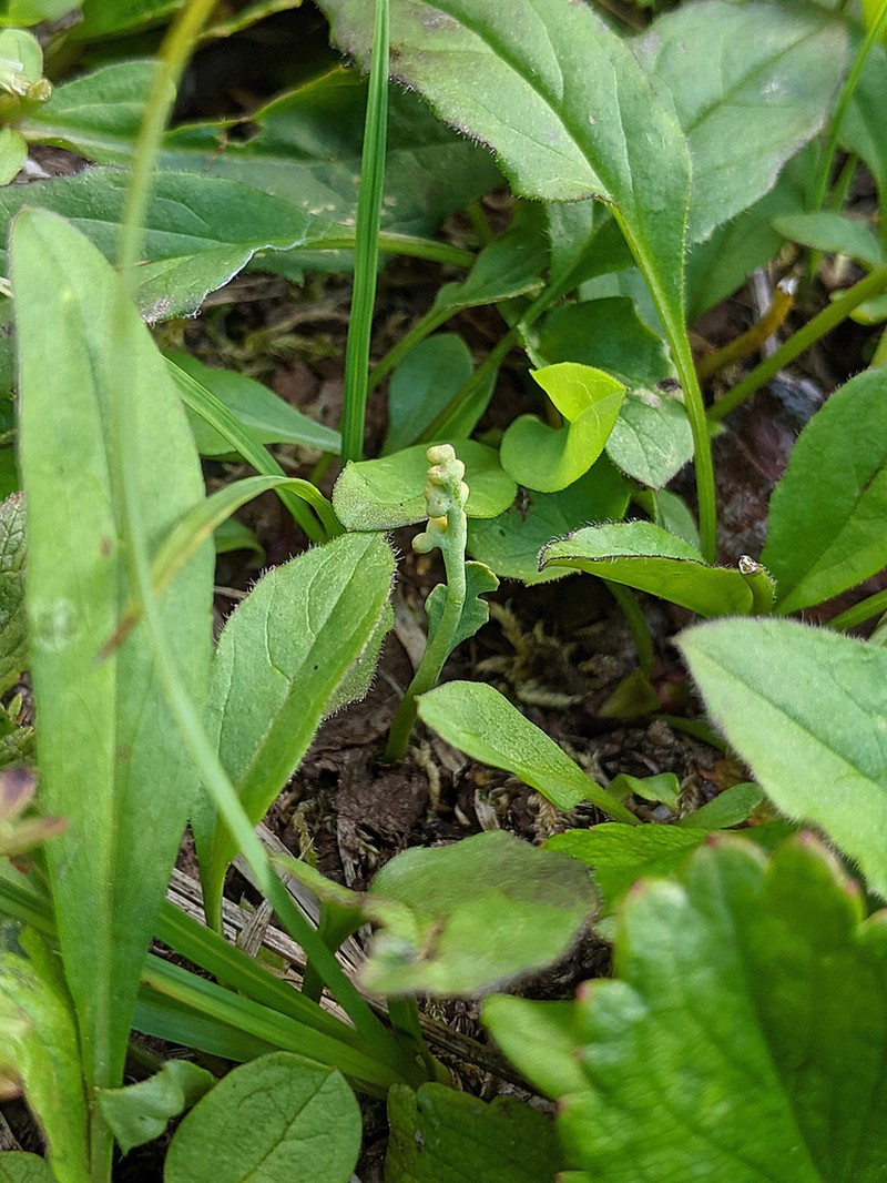 Mountain Moonwort photo 3
