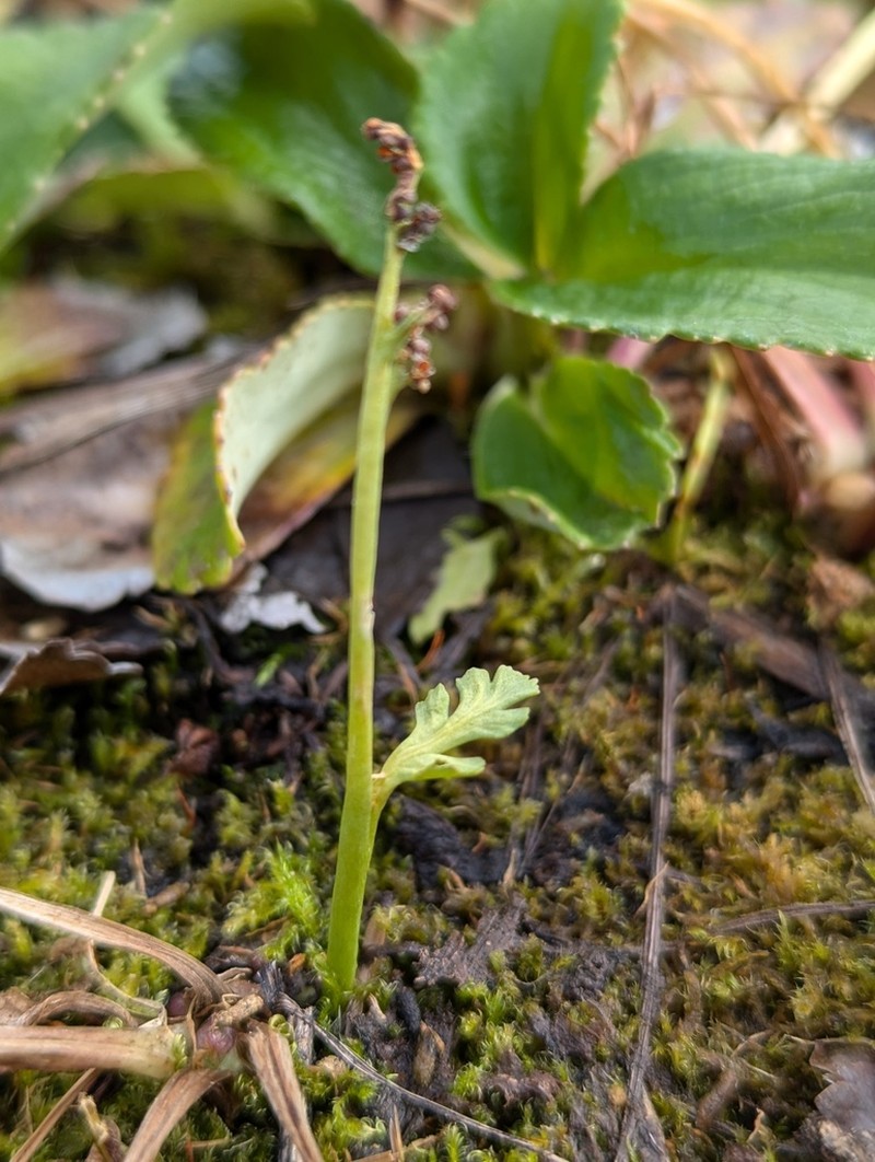 Mountain Moonwort photo 4
