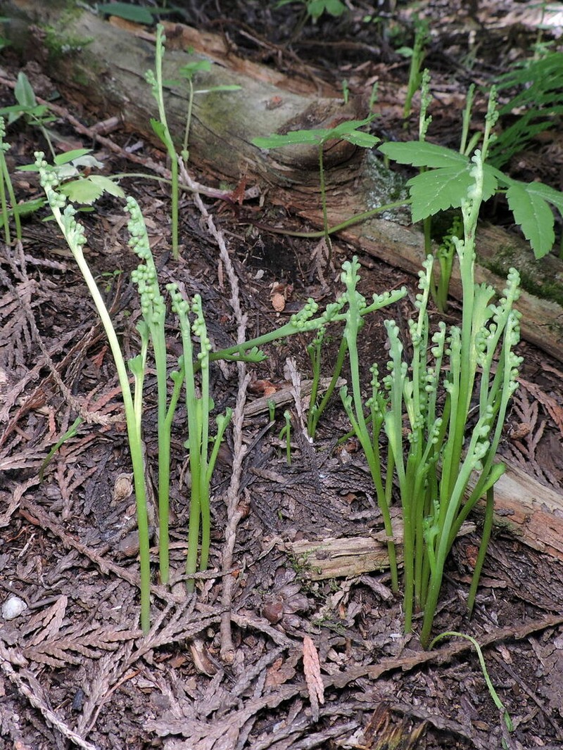 Mountain Moonwort photo 5