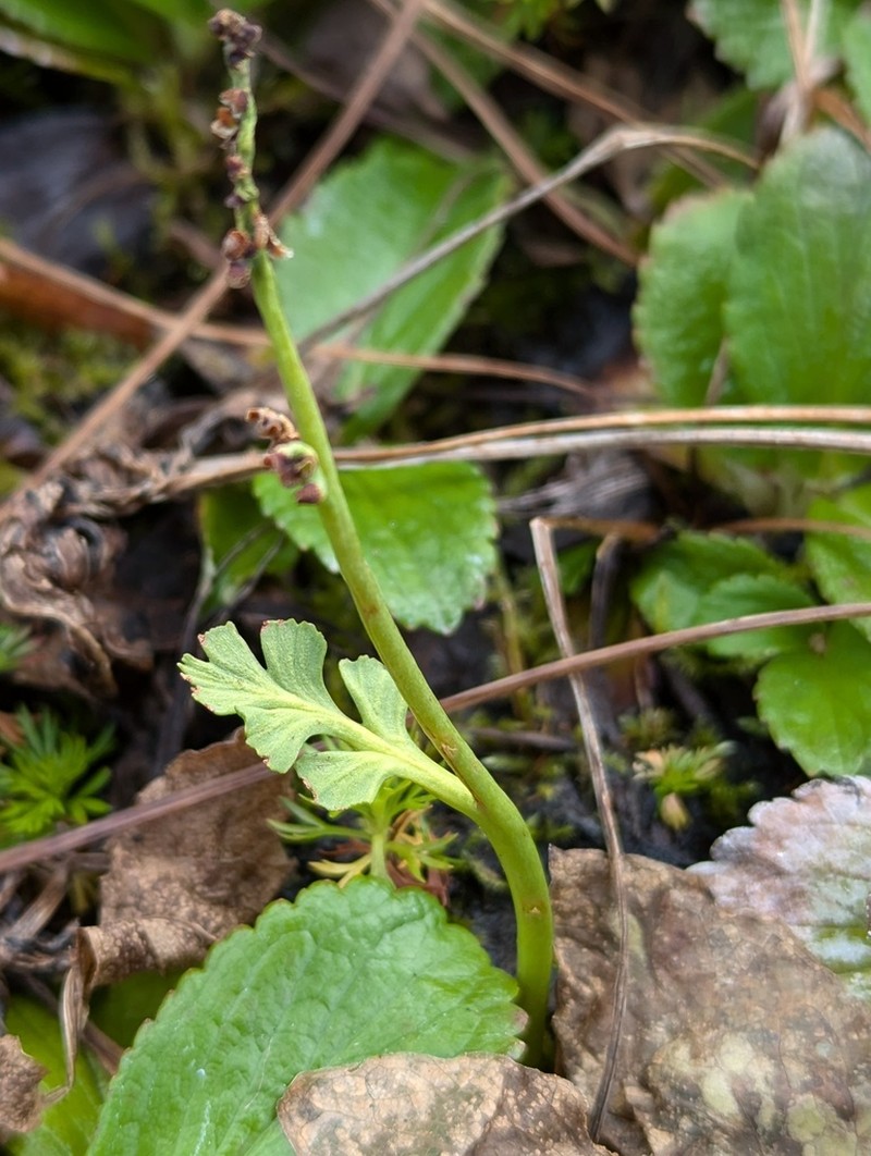 Mountain Moonwort photo 6