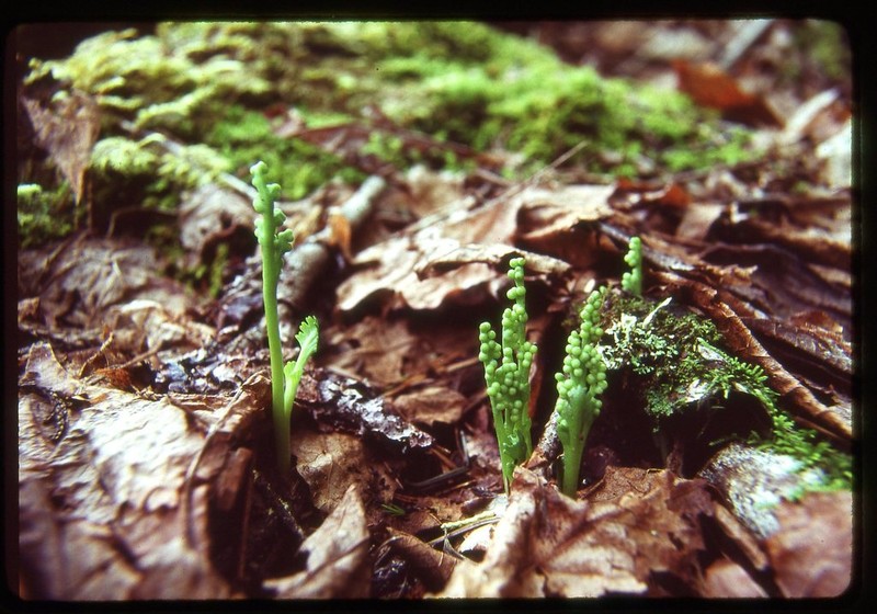 Mountain Moonwort photo 7
