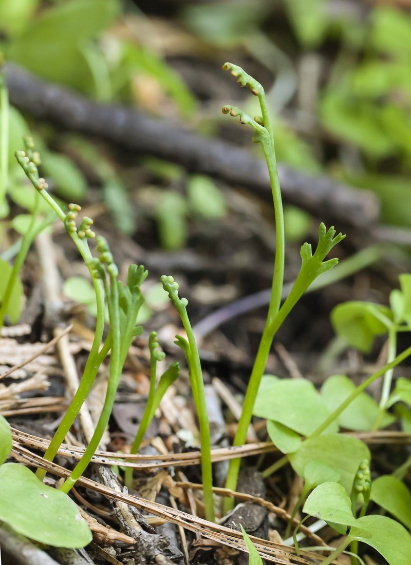 Mountain Moonwort