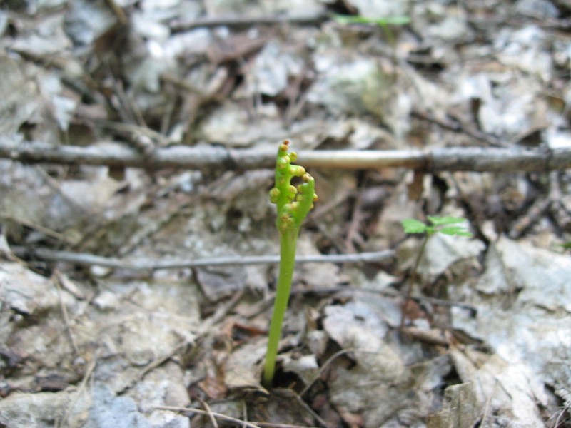 Little Goblin Moonwort