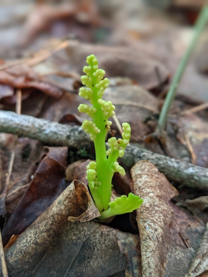 Little Goblin Moonwort photo 2