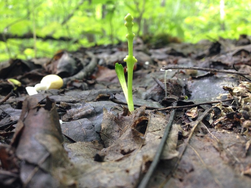 Little Goblin Moonwort photo 3