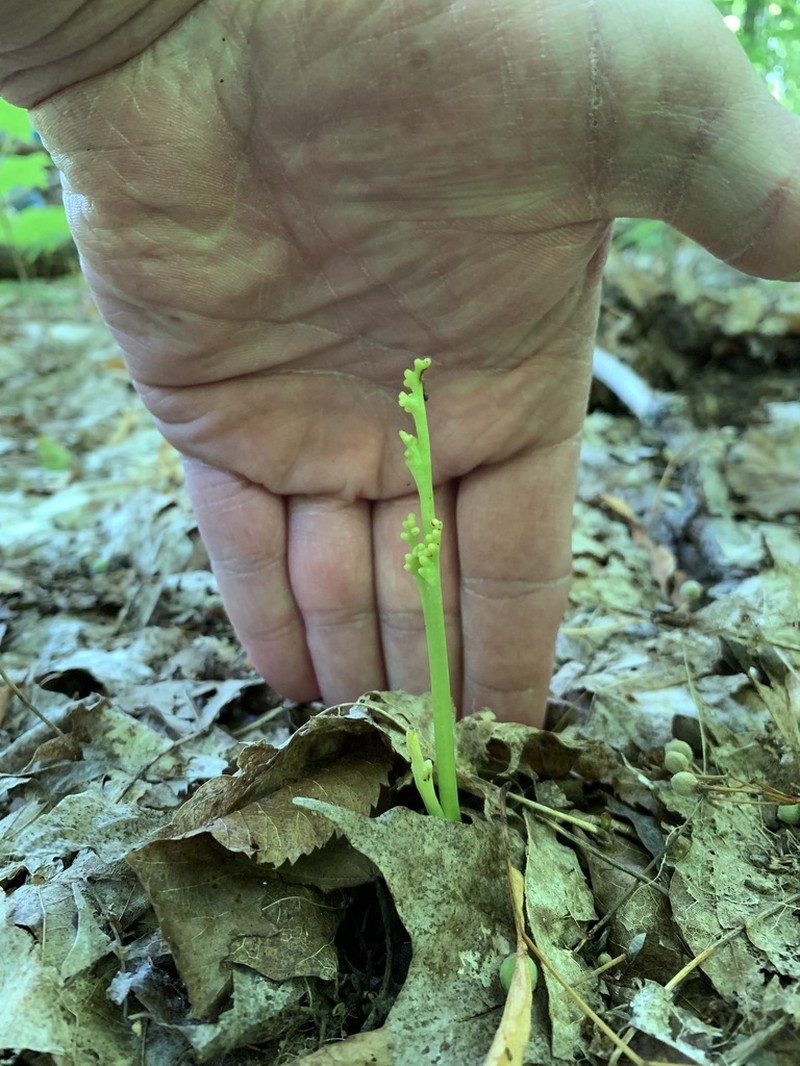 Little Goblin Moonwort photo 4