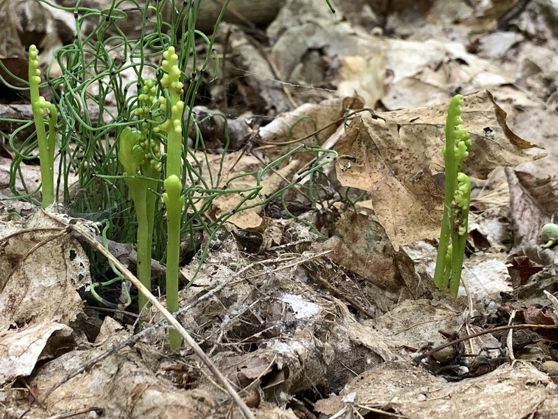 Little Goblin Moonwort photo 5