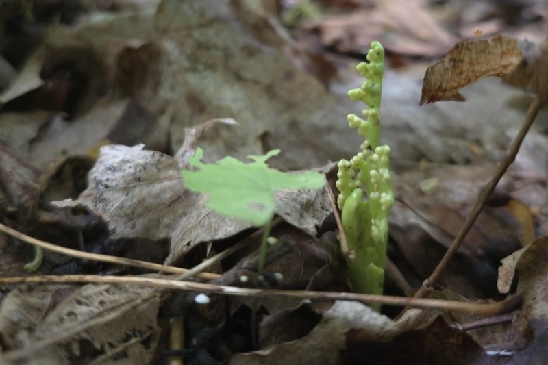 Little Goblin Moonwort photo 6