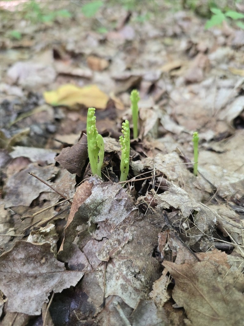 Little Goblin Moonwort photo 7