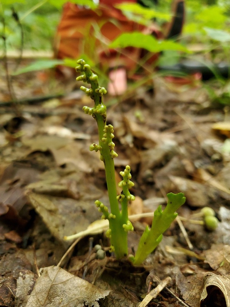 Little Goblin Moonwort photo 8