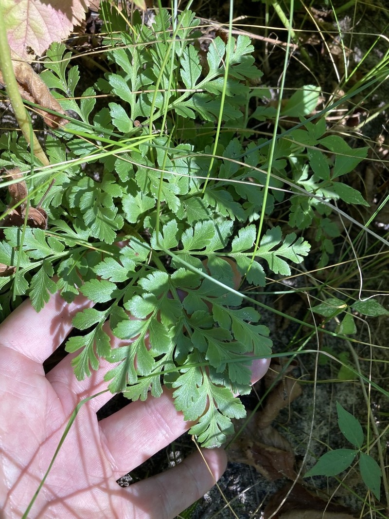 Leathery Grapefern photo 3