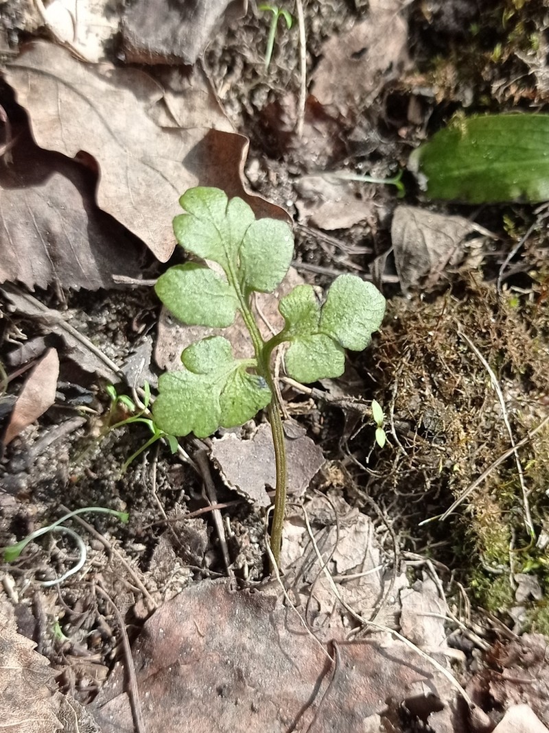 Leathery Grapefern photo 4