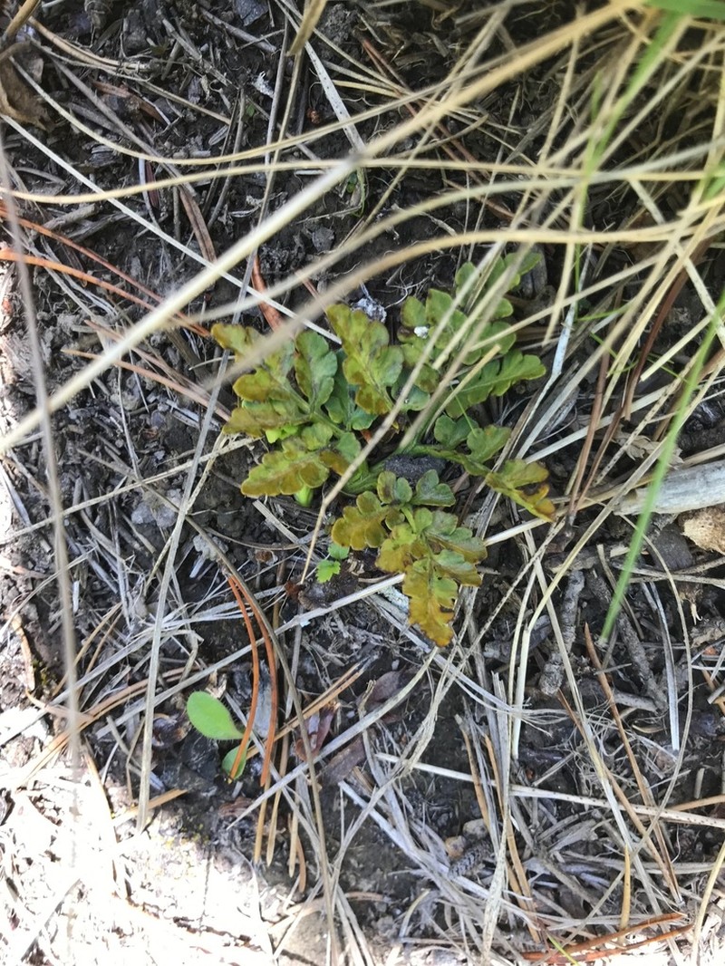 Leathery Grapefern photo 5
