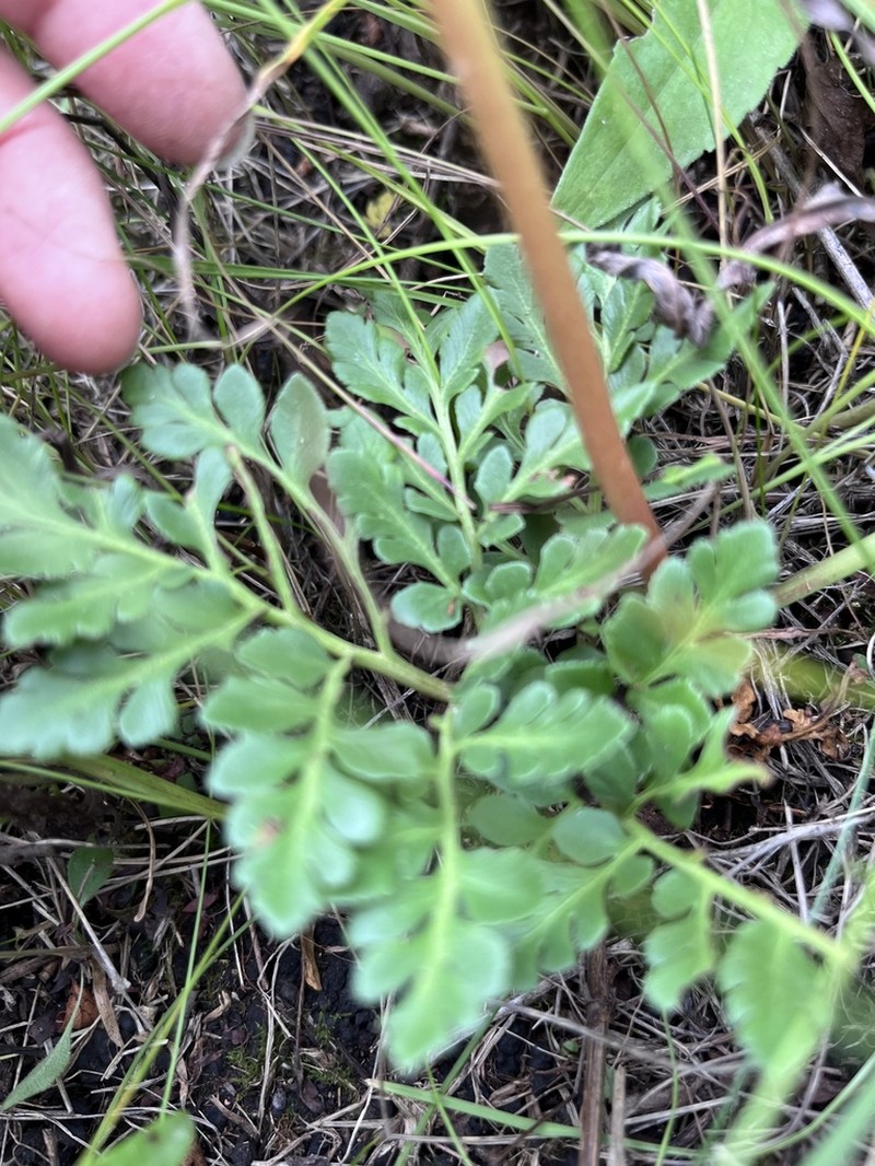 Leathery Grapefern photo 6