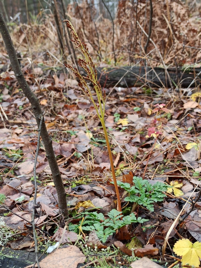 Leathery Grapefern photo 7