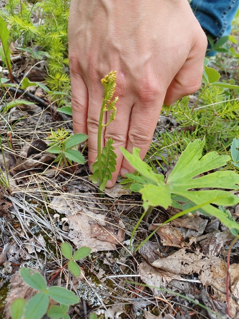 Botrychium neolunaria