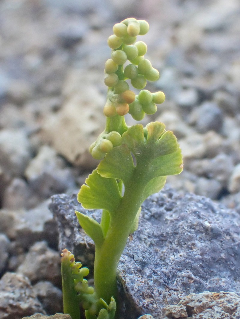 Botrychium neolunaria photo 2
