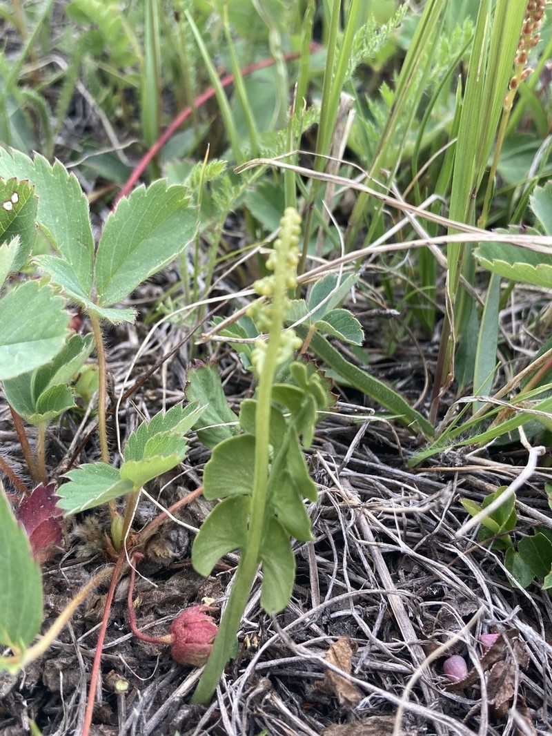 Botrychium neolunaria photo 3