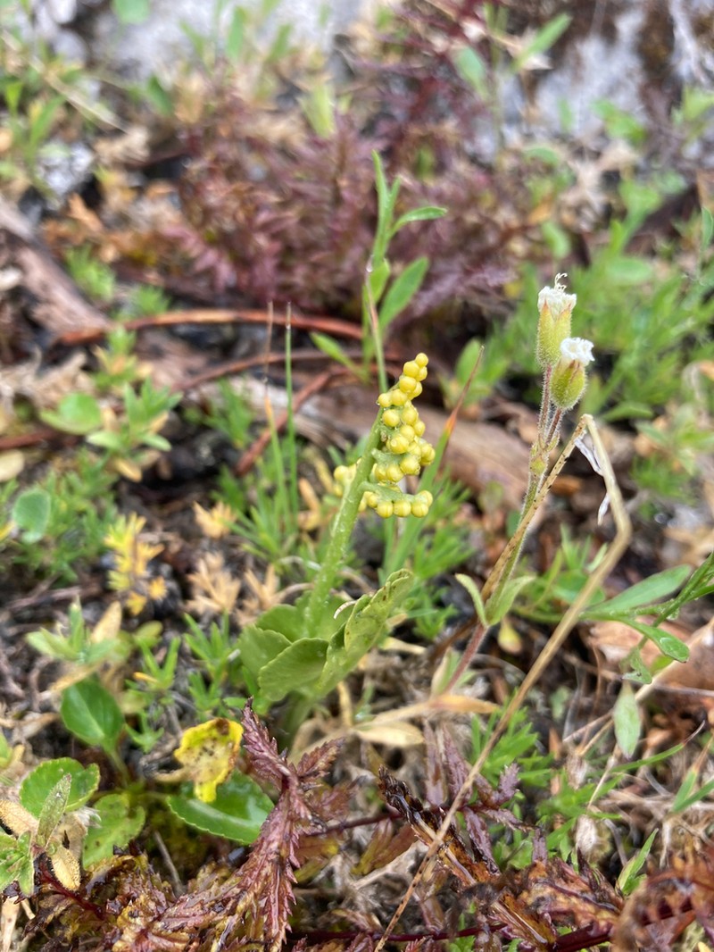 Botrychium neolunaria photo 4
