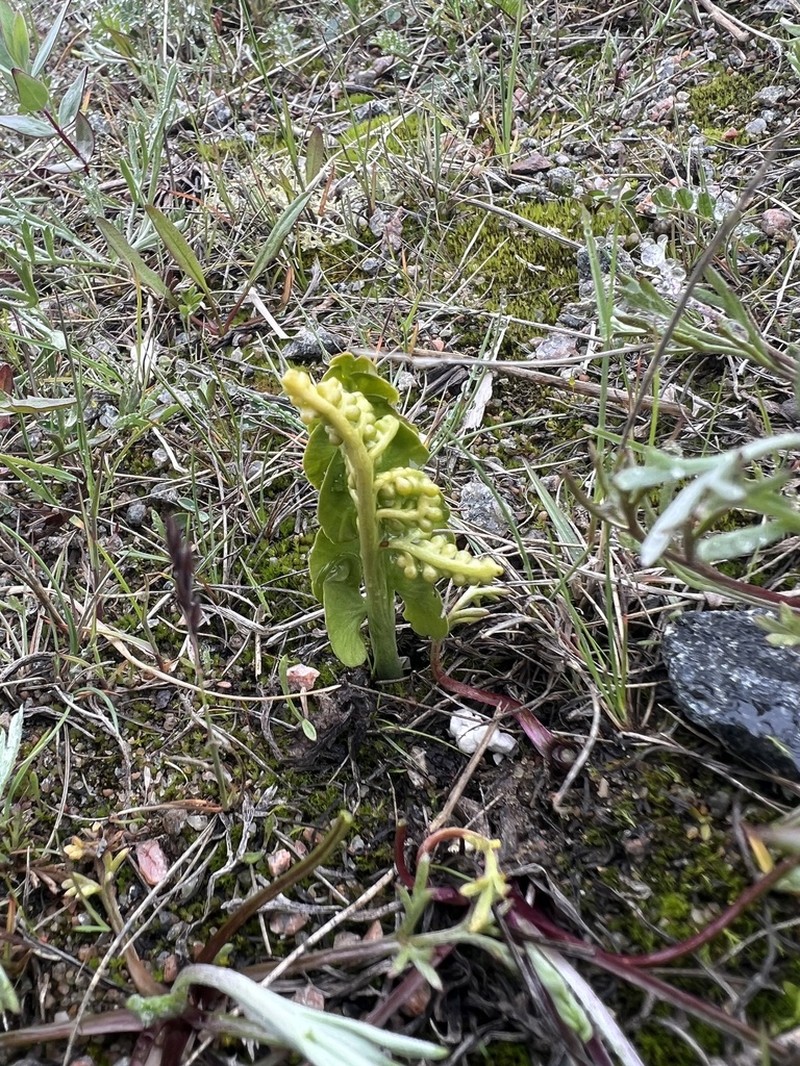 Botrychium neolunaria photo 5