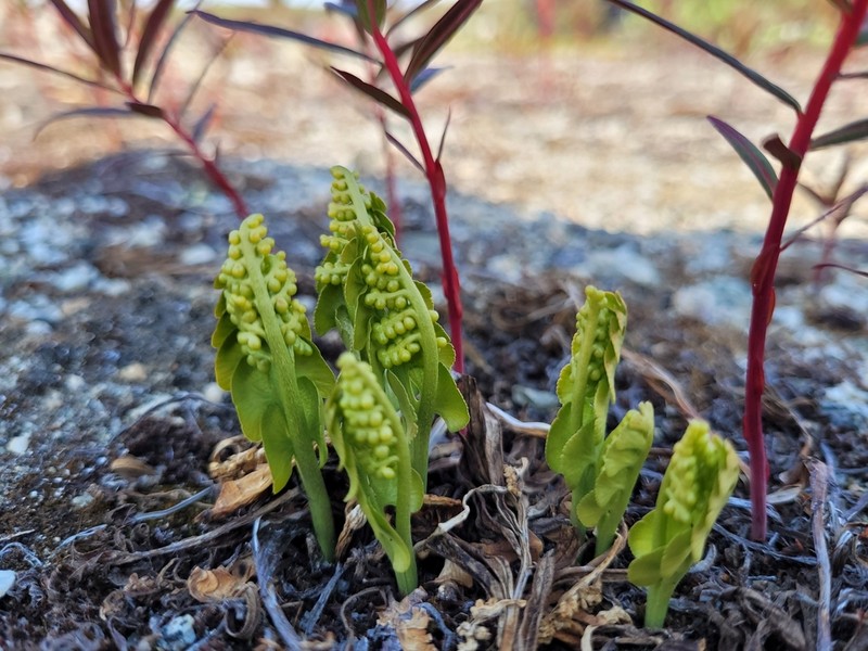 Botrychium neolunaria photo 6