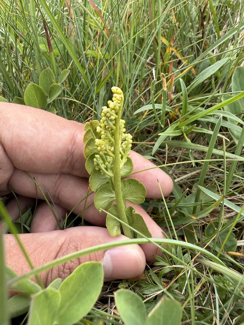 Botrychium neolunaria photo 7