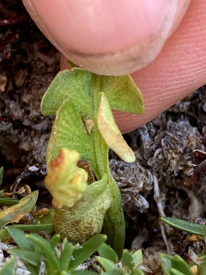Botrychium neolunaria photo 8