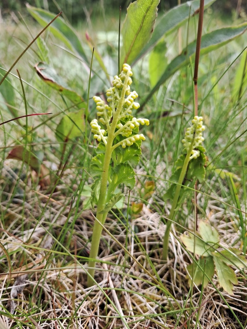 Botrychium nordicum
