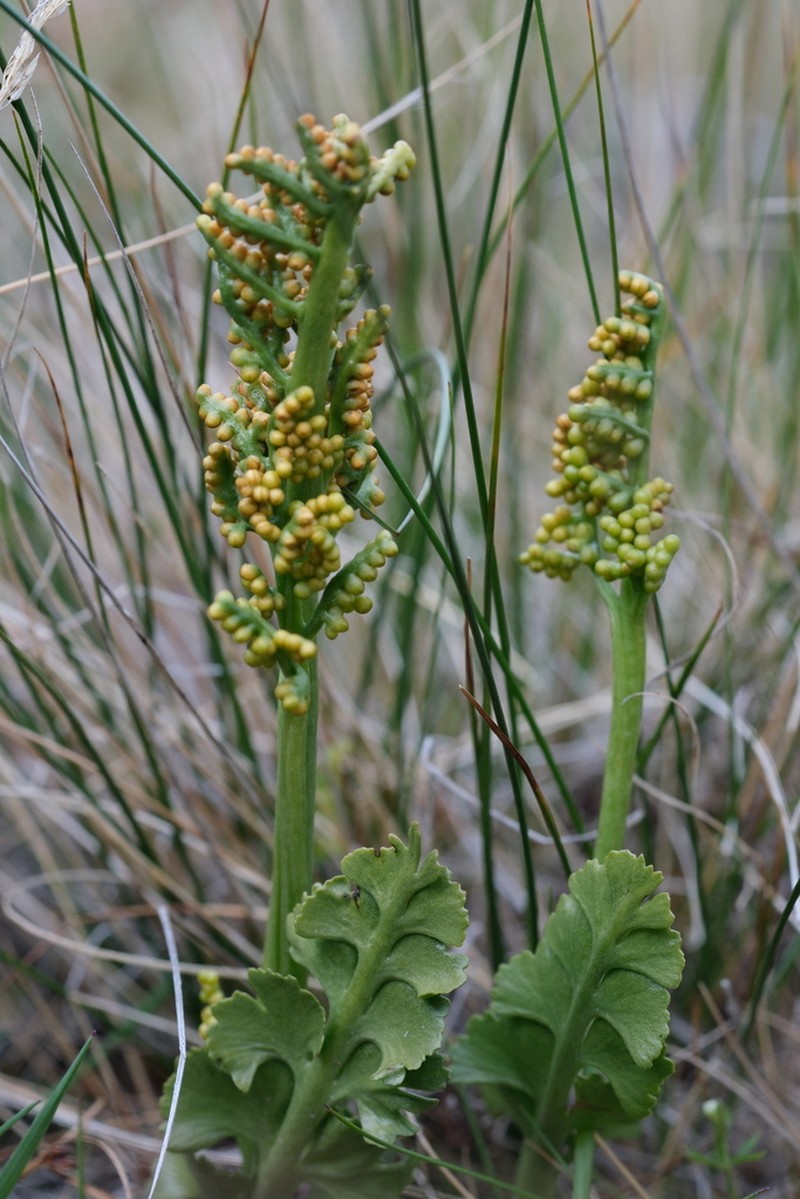 Botrychium nordicum photo 2