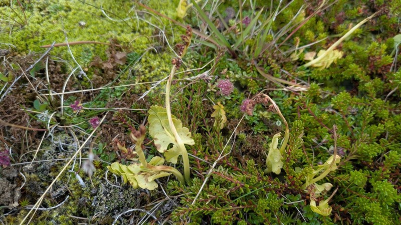 Botrychium nordicum photo 3