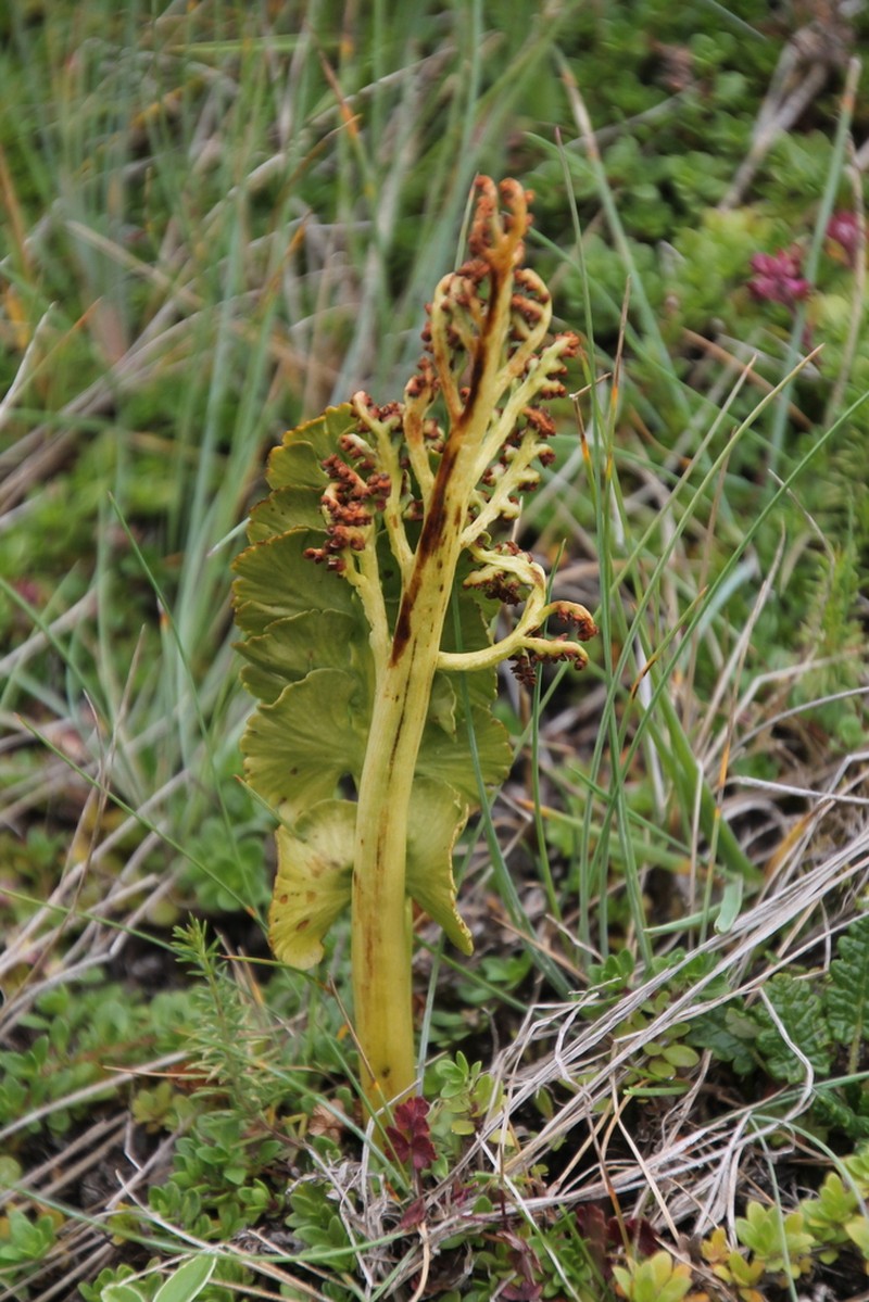 Botrychium nordicum photo 4