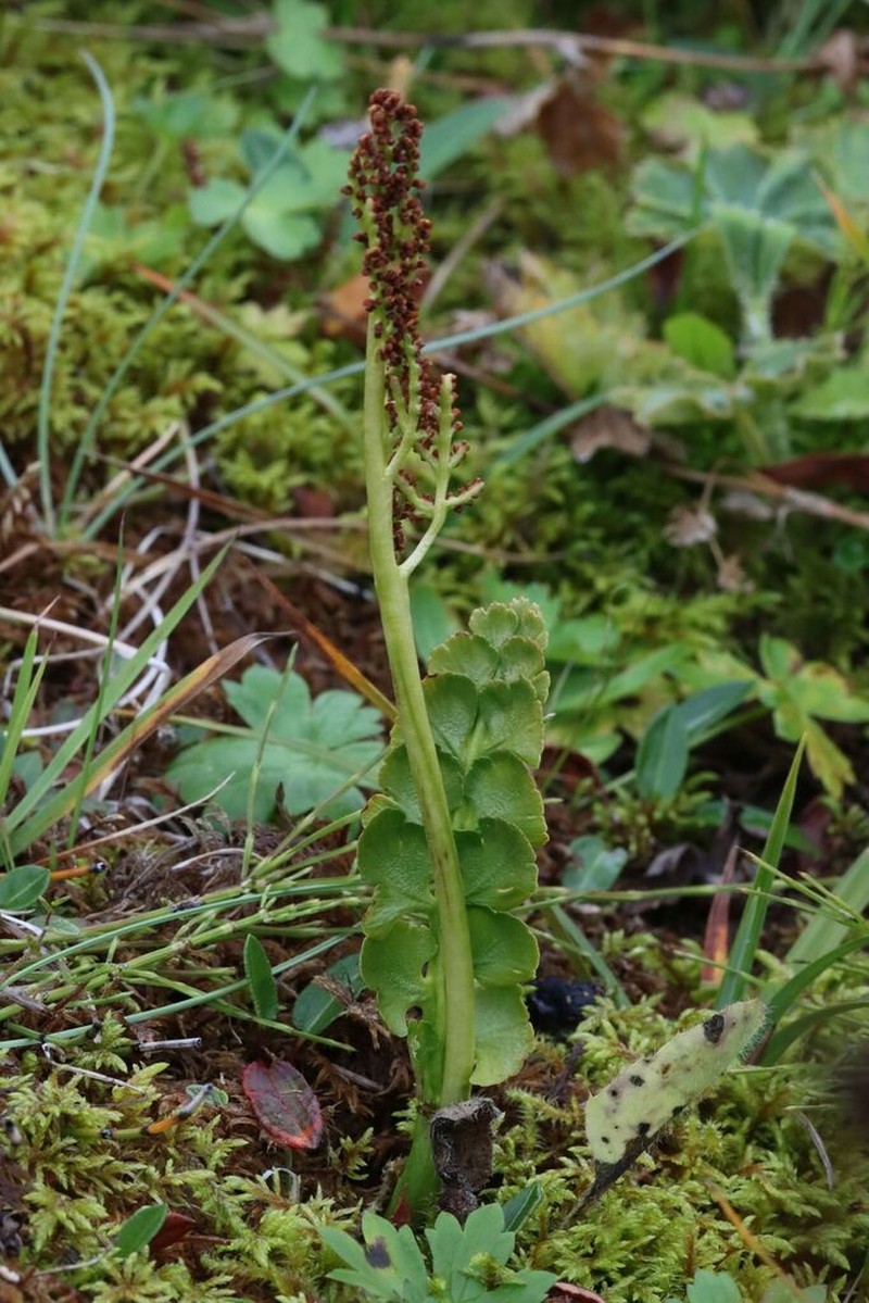 Botrychium nordicum photo 5