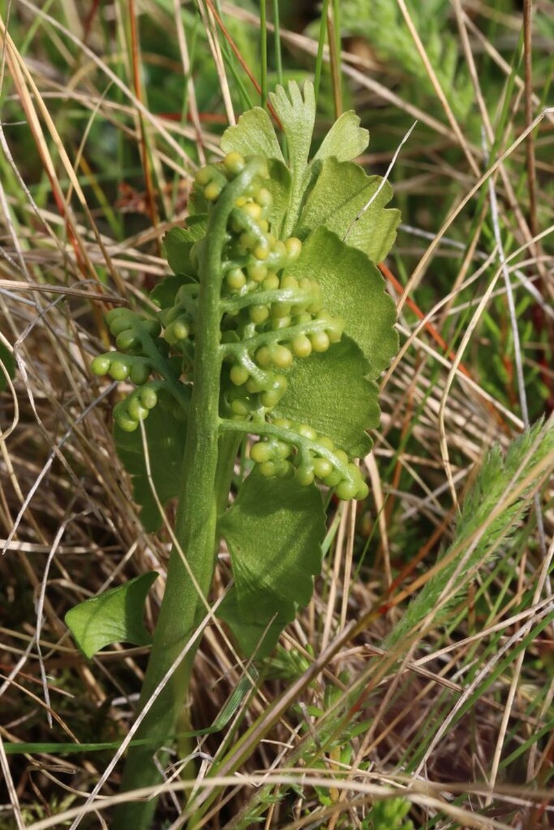 Botrychium nordicum photo 6