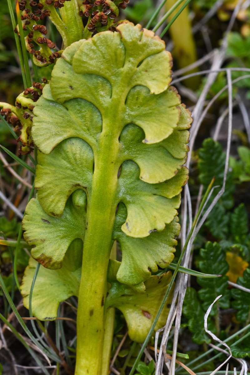 Botrychium nordicum photo 7