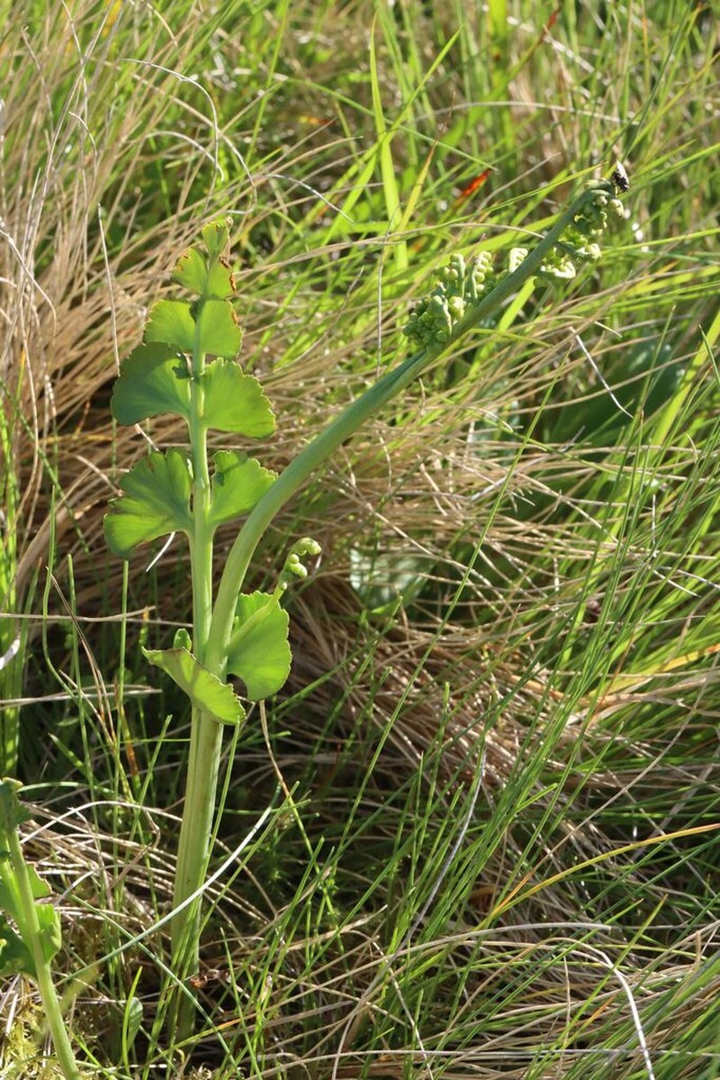 Botrychium nordicum photo 8