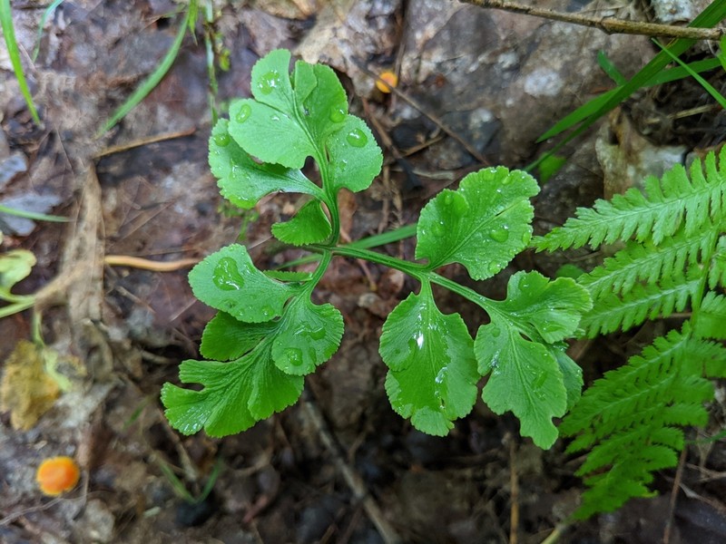 Bluntlobe Grapefern photo 3