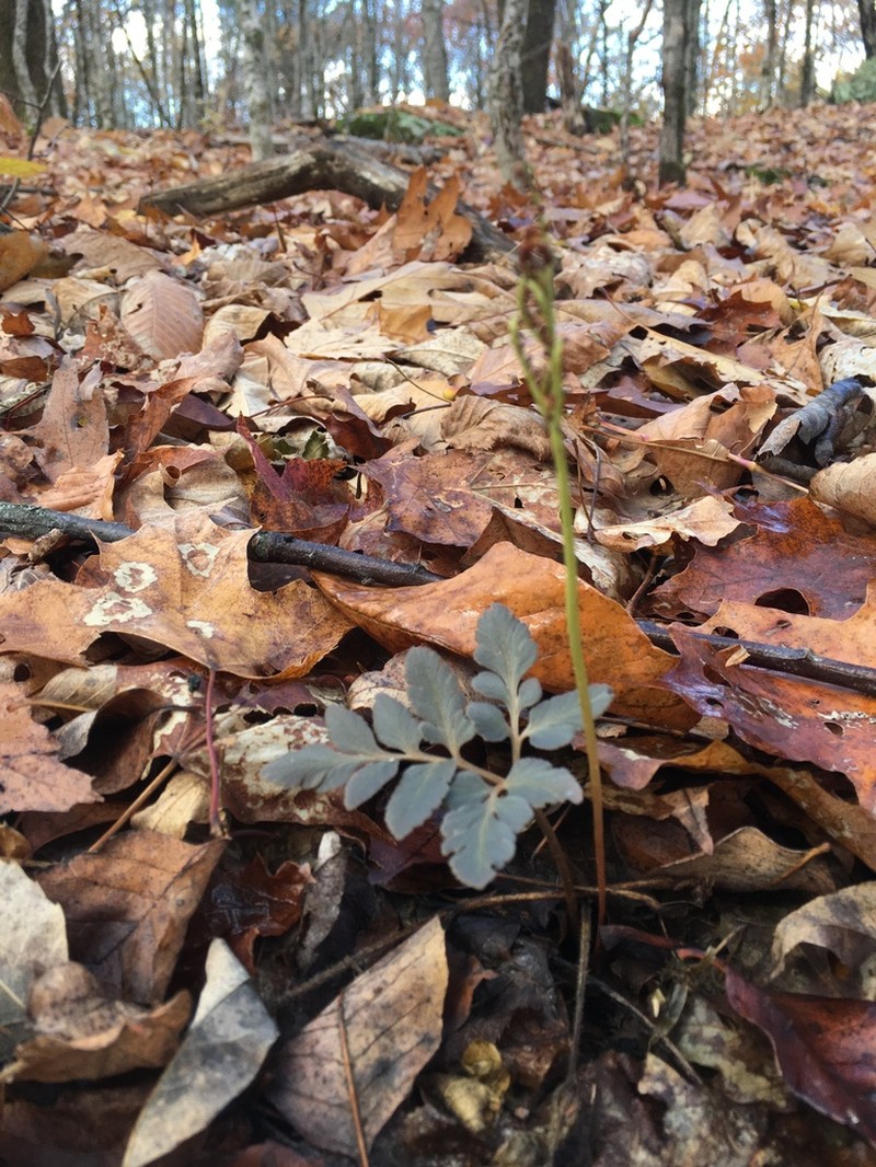 Bluntlobe Grapefern photo 4