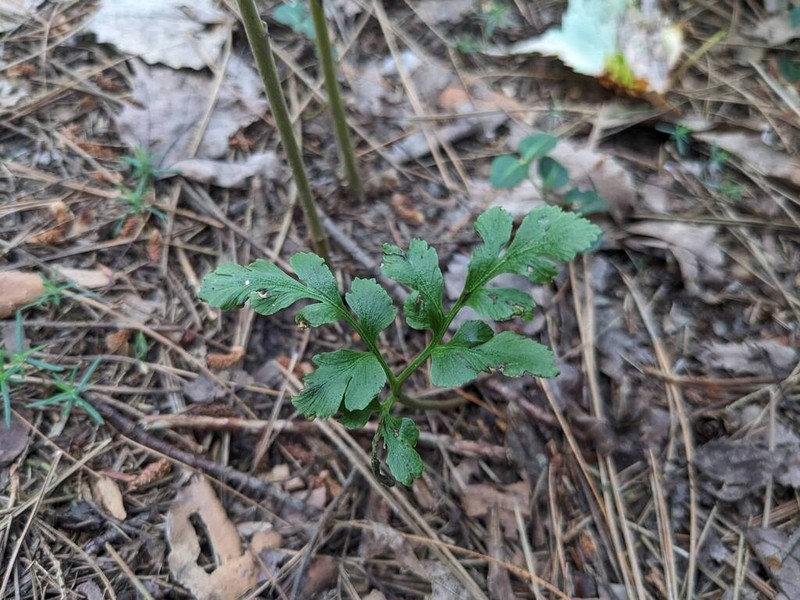 Bluntlobe Grapefern photo 5