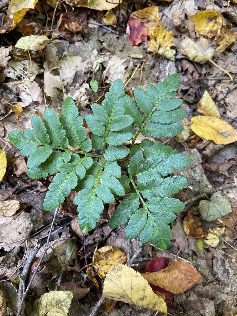Bluntlobe Grapefern photo 6