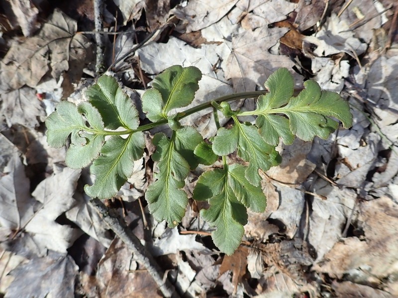 Bluntlobe Grapefern photo 7