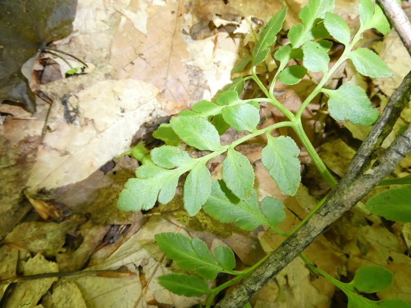 Bluntlobe Grapefern photo 8
