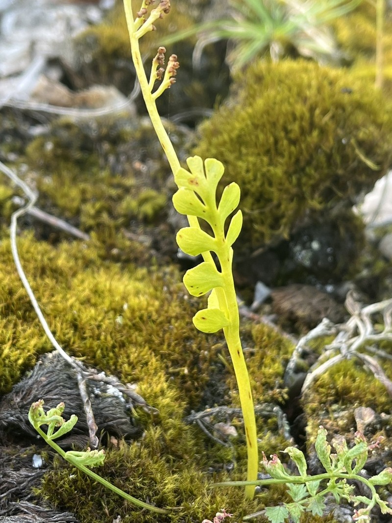 Botrychium onondagense