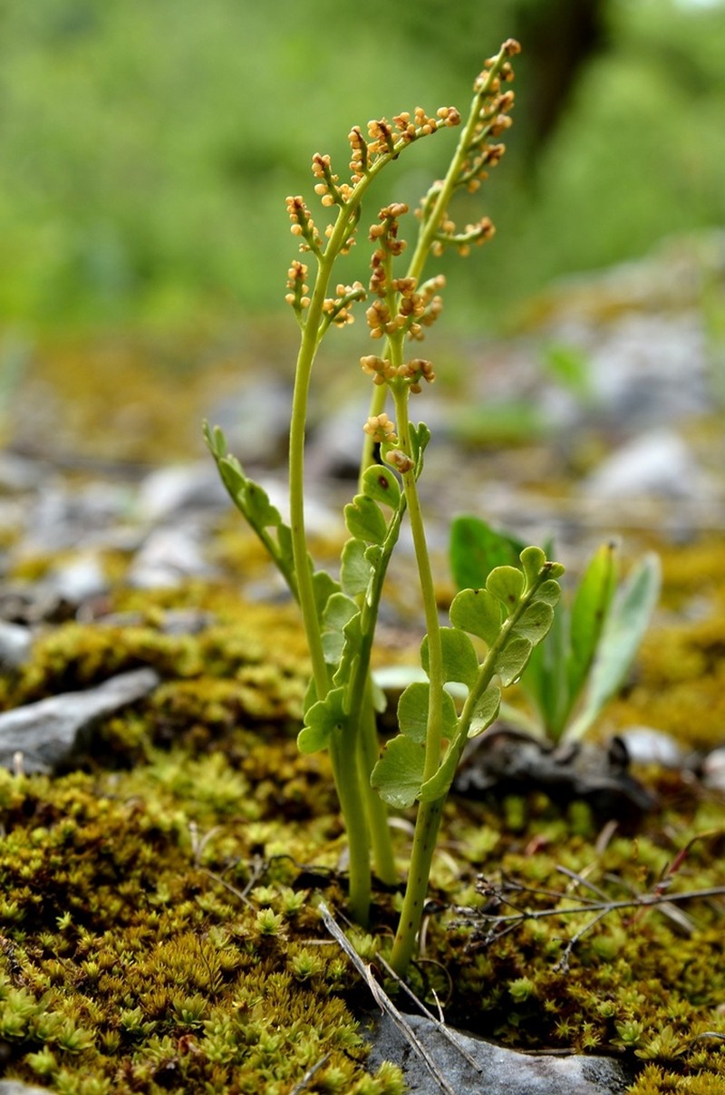 Botrychium onondagense photo 2