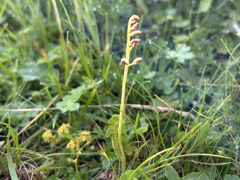 Botrychium onondagense photo 3