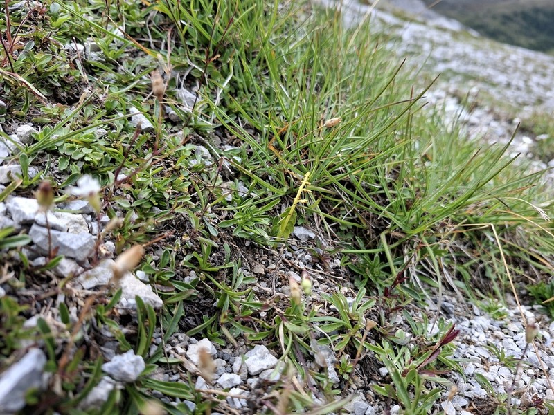 Botrychium onondagense photo 4